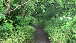 Rainy Day Path in Glastonbury | Gentle Rain Falling Through the Leaves | Soothing Sounds for Sleep