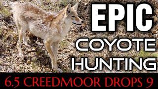 Action Packed Coyote Hunt | 9 Down With The 6.5 Creedmoor | New 2024
