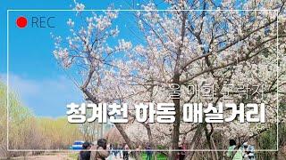 서울 매화구경 할만한곳/청계천 하동 매실거리/어니의 힐링여행