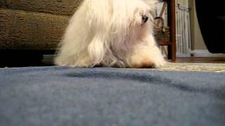 Coton de Tulear Cuteberry week FIVE