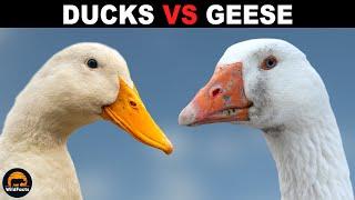 What Is The Difference Between Ducks And Geese?