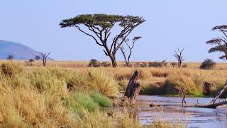 The Serengeti Plain #shorts #facts#serengeti #serengetinationalpark #wildlife#africa #tanzania#kenya