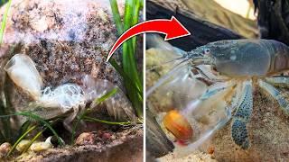 Vampire Shrimp  Witness Their Incredible Molting Process!