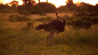 Female ostrich dancing to the early morning tunes @ Splash Camp 26 March 2022