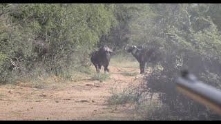 Cape Buffalo Hunt in Limpopo 2022