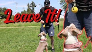 Teach Your Dog - Out! & Leave it! Right Now