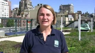 Inspiring Green Roof at PS41 in New York