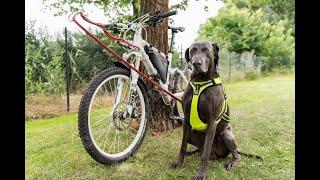 Weimaraner Ilai mit Bikeantenne MTB Bikejöring Praxistest (Review) und Flussdurchfahrt Elbe