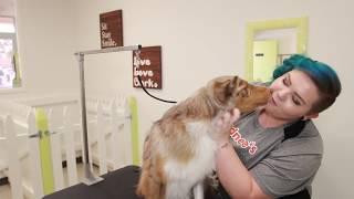 Business Overview Promotional Video -  Sydnee's Pet Grooming