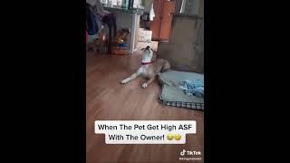 Dog eats weed