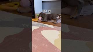 Мила переездом, тоже вроде довольна ️ #питомниксобак #americanbully