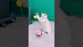 New cat dancing   #cutebaby #shorts #sorts #short #shortvideo