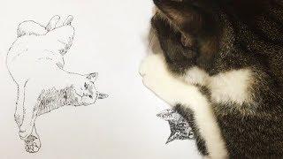 [고양이 그리는 방법 #13] 누워 있는 고양이 그리기