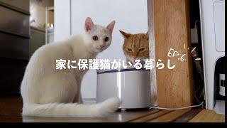 【保護猫がいる暮らし】多頭飼いの良し悪しを考えてみる。一番嬉しかった事は、やっぱりこれ。