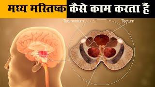 मध्य मस्तिष्क कैसे काम करता हैं - midbrain in hindi