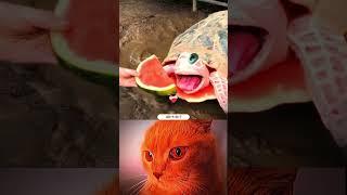 Magical Turtle 🪄 ll cat bombastic #popular #shorts