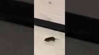 Mouse/Rat Caught At My School!