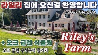 해바라기 산책로가 있는 식물원과 라일리 과수원 둘러보기 |  미국 캘리포니아 오크 글렌 구석구석 즐기기 #3 | Oak Glen Preserve & Riley’s Farm