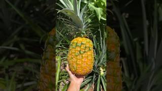 PINEAPPLE HARVEST RIPE ORGANIC FRUIT  #farm #farmlife #homestead