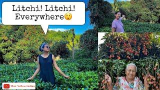 MEET THE LOTHA AMBANIs AND THEIR HUGE LITCHI GROVE- Changpang, Wokha- Nagaland.