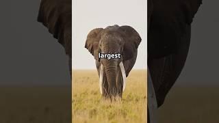 5 Amazing Elephant Facts you didn’t know #viralvideo