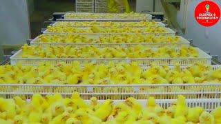 AMAZING FULL PROCESS OF MODERN HIGH-TECH CHICKS HATCHERY, MODERN POULTRY HATCHERY TECHNOLOGY-FARMING