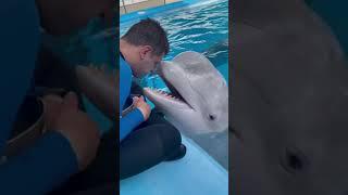 fish | fish video | dolphin fish | machhali | dolphin video | machi | मछली  #dolphin #fish #shorts