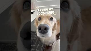 My dog and her burping skills  #dogs #puppy #dogshorts #goldenretriever #puppies #pets #cutedog