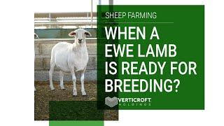 When An EWE Lamb is Ready For Breeding | Sheep Farming | Verticroft Holdings | Ryan Singlehurst