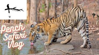 Pench National Park Safari Vlog - A Jungle Date with Baras & More