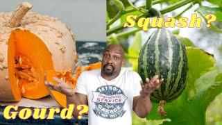 Gourds vs Squash - What's the Difference??