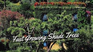 10 Best Fast Growing Shade Trees For Yard 