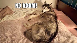 Giant Husky Won’t Let Me in My Own Bed!