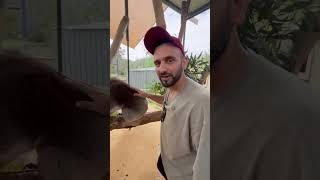 Koala Gets High  Watch @harbhajanturbanatorsingh996 and Jatin Sapru's Fun Moment