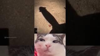 Umbrella #cat #memes #trending #funny #shorts #viralvideo