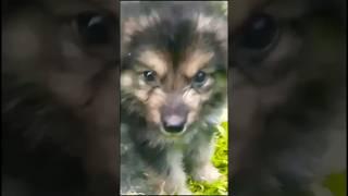 German shepherd puppies #shorts #pets #cute #dog