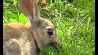 wild rabbits 2011.wmv