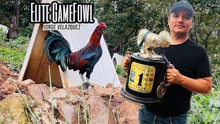 Elite Gamefowl - Jorge Velázquez