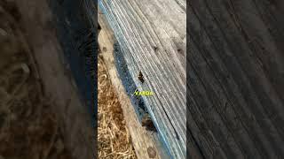 Deformed Wing virus is caused by the varroa mite