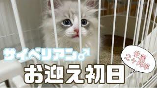 初めての子猫！お迎え初日からかわいすぎた！！【サイベリアン】First day!a kitten came to my house