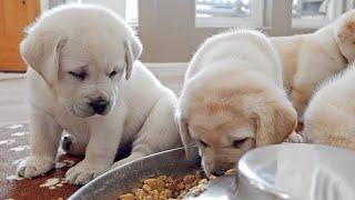 Labrador Puppies Get Chunky Eating Breakfast!!