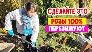 Сделайте это с розами перед укрытием, чтобы 100% не вымерзли!