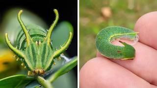 Dragon-Head Caterpillar  A Real-Life Mini Dragon!