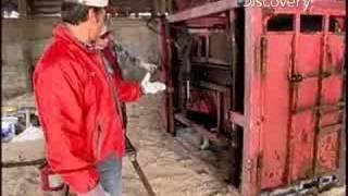 Hoof Trimmer