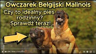 Owczarek Belgijski #malinois  – Czy to idealny pies rodzinny? Sprawdź teraz!