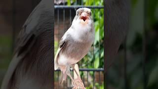 canary singing | chant singing canaries #bird #birdsinging #vogel #canary #kanarie #kanarienvogel