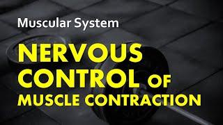 Nervous Control of Muscle Contraction (All or None Law) |  Muscular System 06 | Anatomy & Physiology