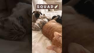 Meet Kimchi’s squad! A dog who’s raised by cats ️ #puglife #pets #ragdoll #tabby #cats