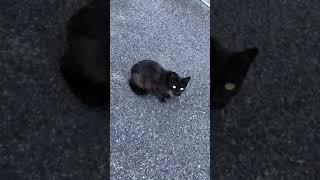 全身を舐め回すように見てくる黒猫#shorts