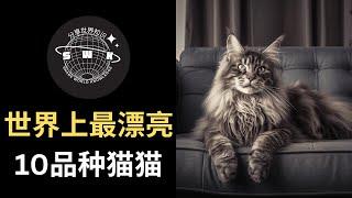 EP-051 《世界上最漂亮10品种猫猫》猫咪是最可爱的动物之一。这些可爱的小动物，优雅、傻气、搞笑，让我们更加喜爱它们 #分享世界知识 #分享 #知识 #排名 #top10 #猫猫 #猫咪